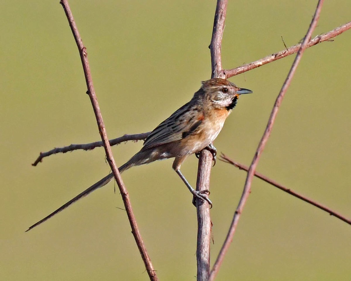 Chotoy Spinetail - ML471163941