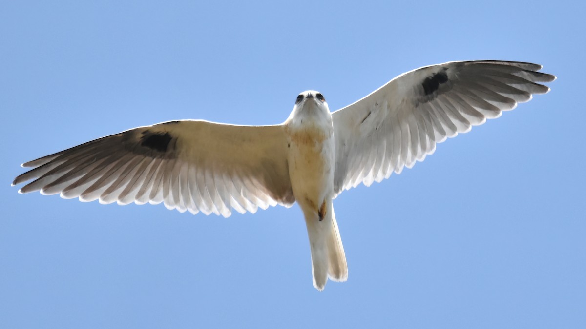 Black-shouldered Kite - Frank Lin