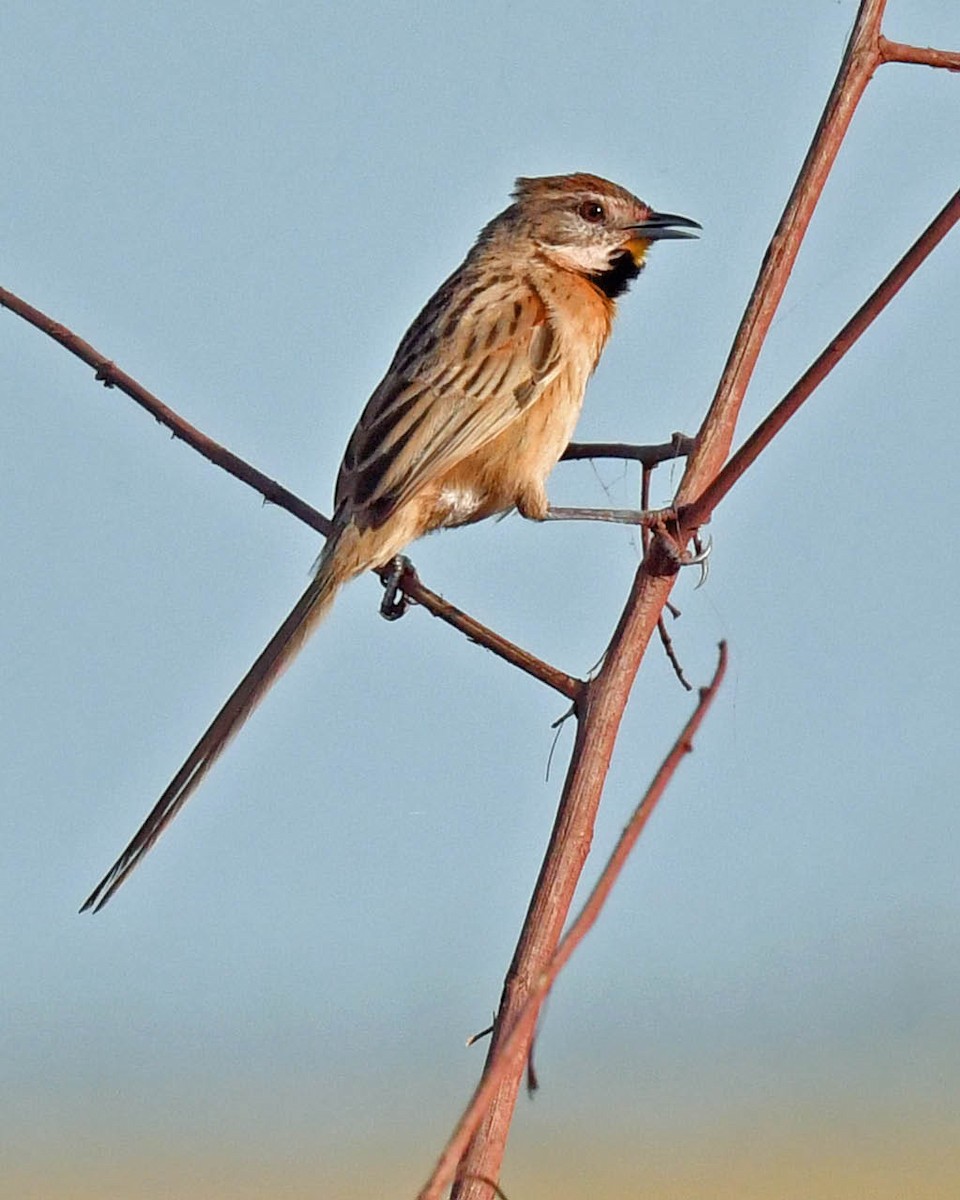 Chotoy Spinetail - ML471164781