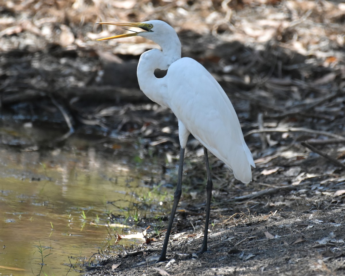 Grande Aigrette - ML471164791