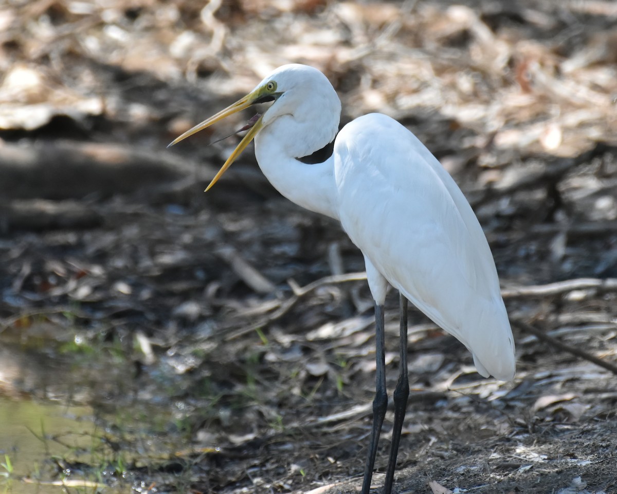 Great Egret - ML471164871