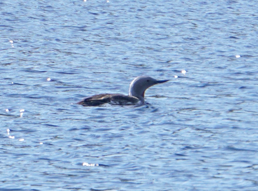 Red-throated Loon - ML471165021