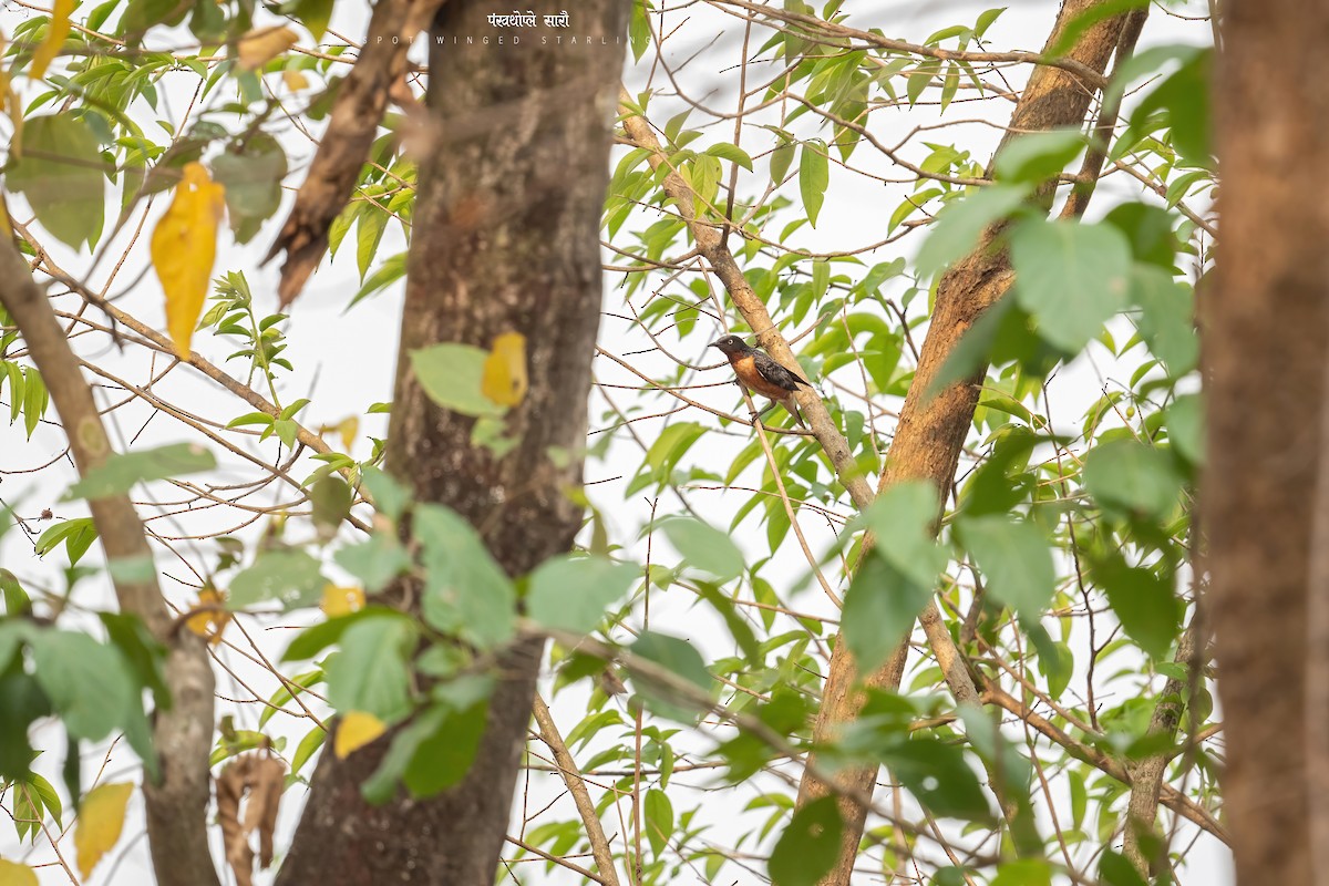 Spot-winged Starling - Deepak Budhathoki 🦉