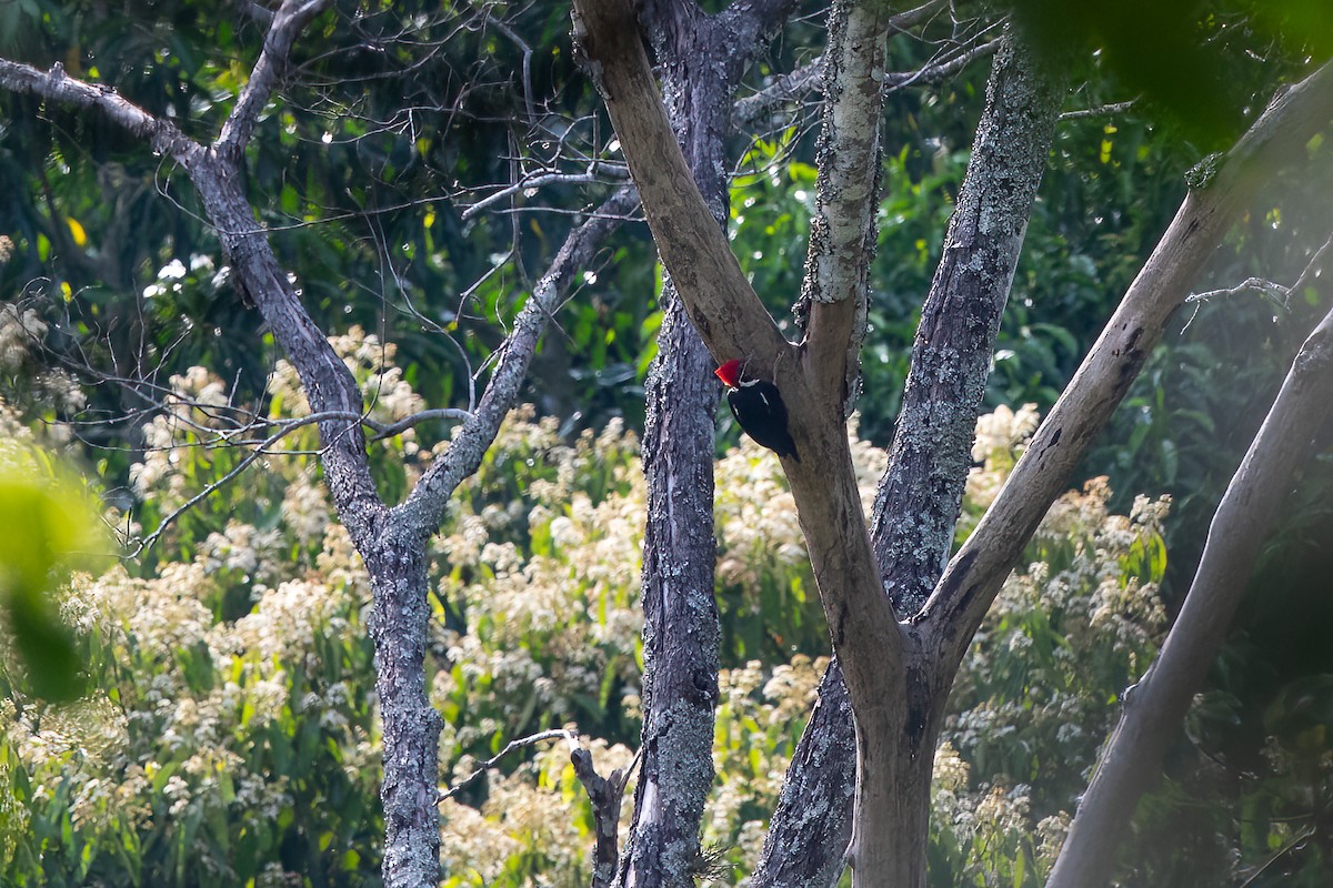 Lineated Woodpecker - Steve Kelling