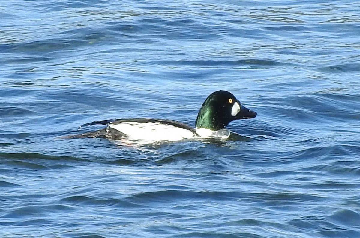 Common Goldeneye - ML47116601