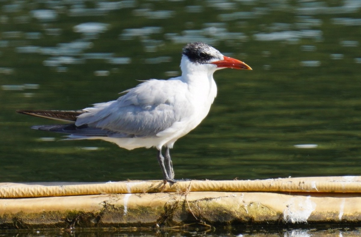 Caspian Tern - ML471166161