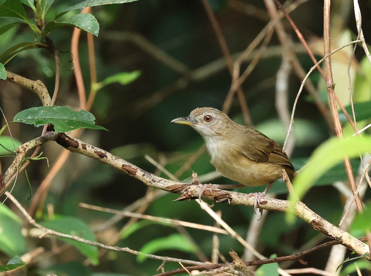 Abbott's Babbler - ML471166191