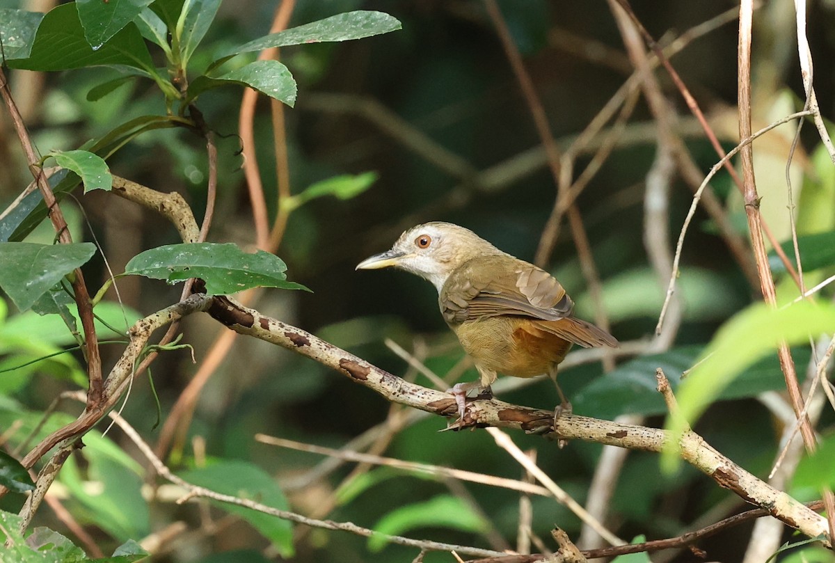 Abbott's Babbler - ML471166201