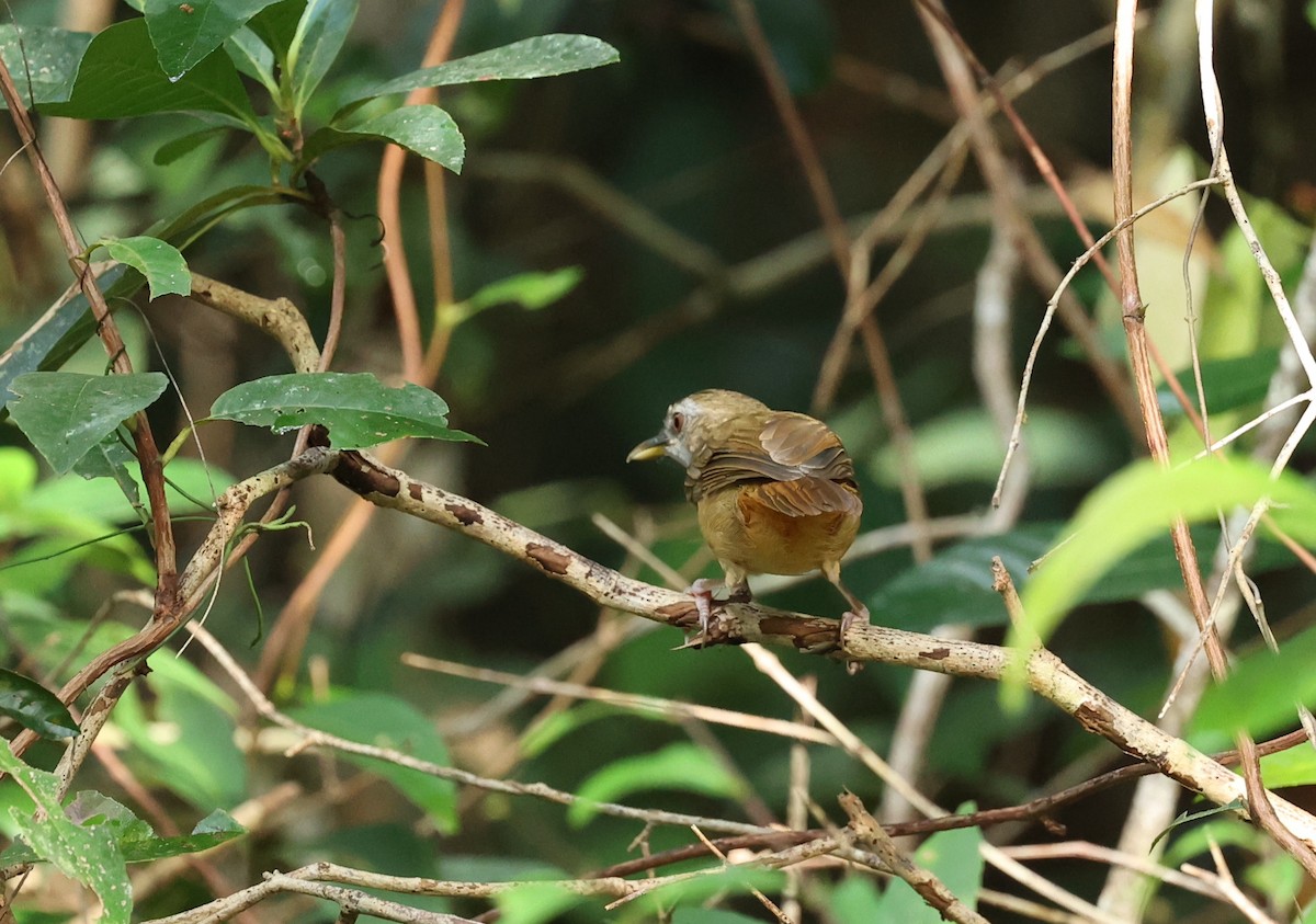 Abbott's Babbler - ML471166211