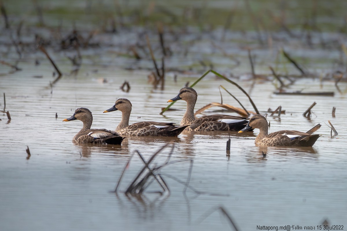 Indian Spot-billed Duck - ML471168191