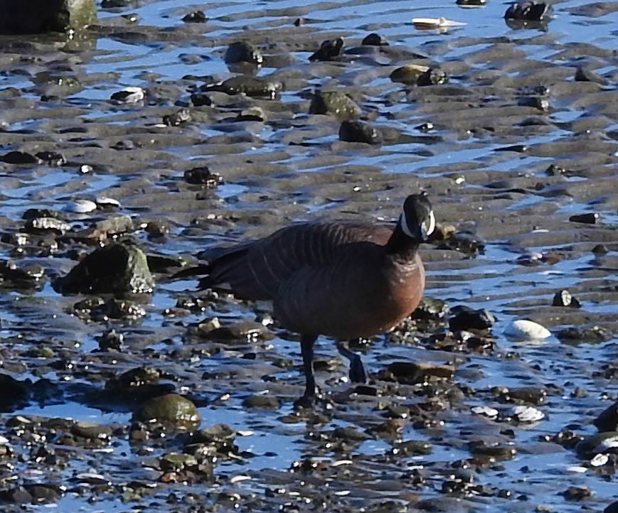 Cackling Goose (minima) - Adrianne Akmajian