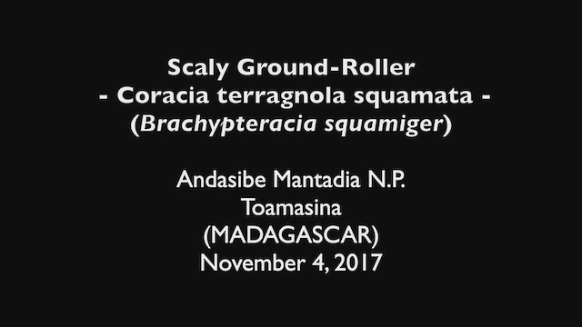 kurolec šupinkový - ML471168741