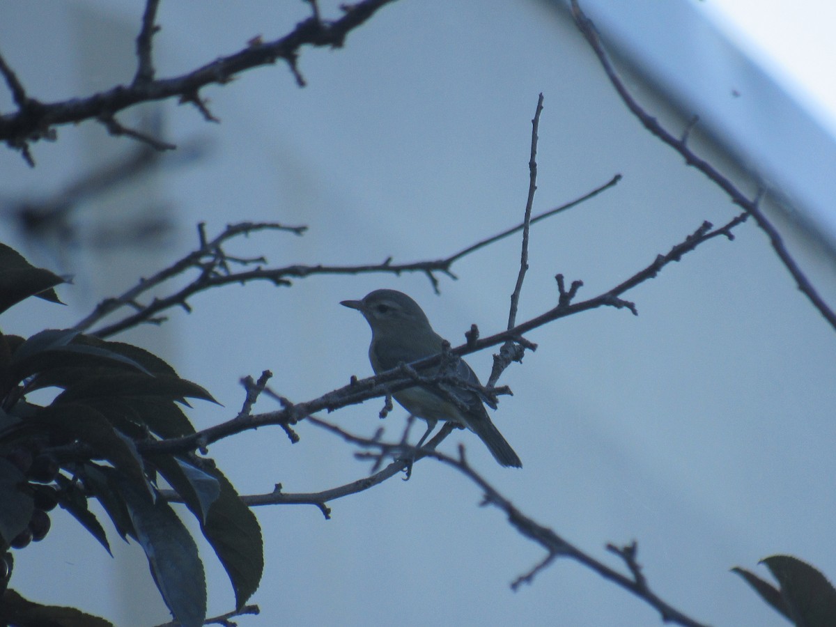 Warbling Vireo (Eastern) - ML471170571