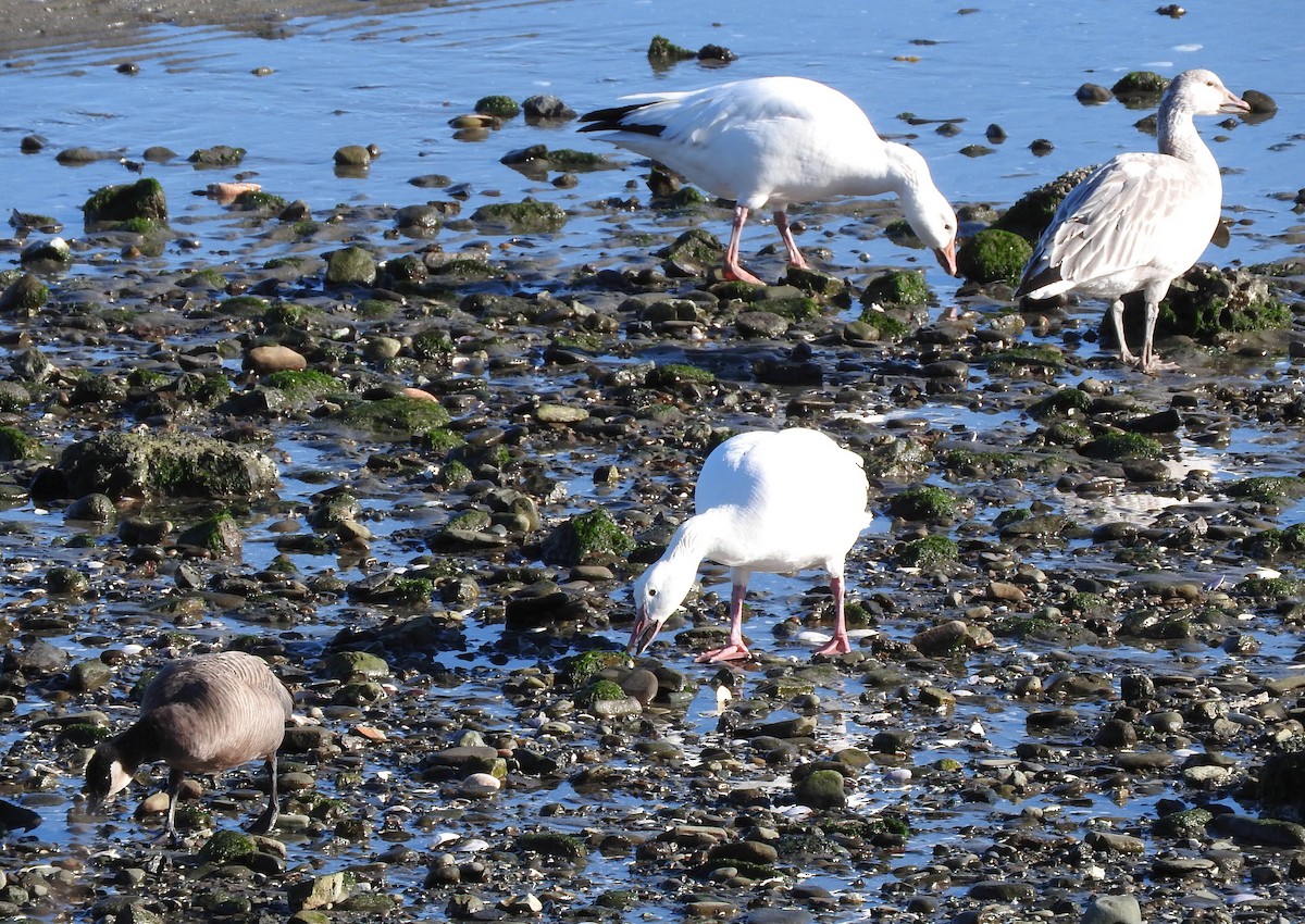 Snow Goose - ML47117081