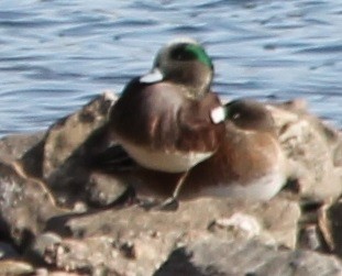 American Wigeon - ML47117151