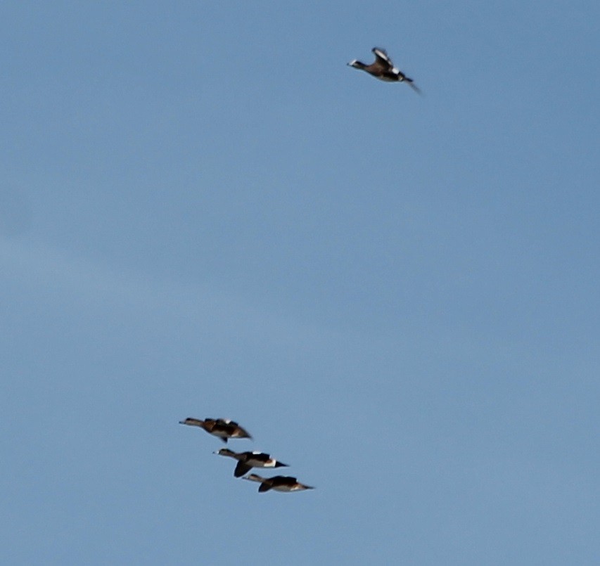 American Wigeon - ML47117161