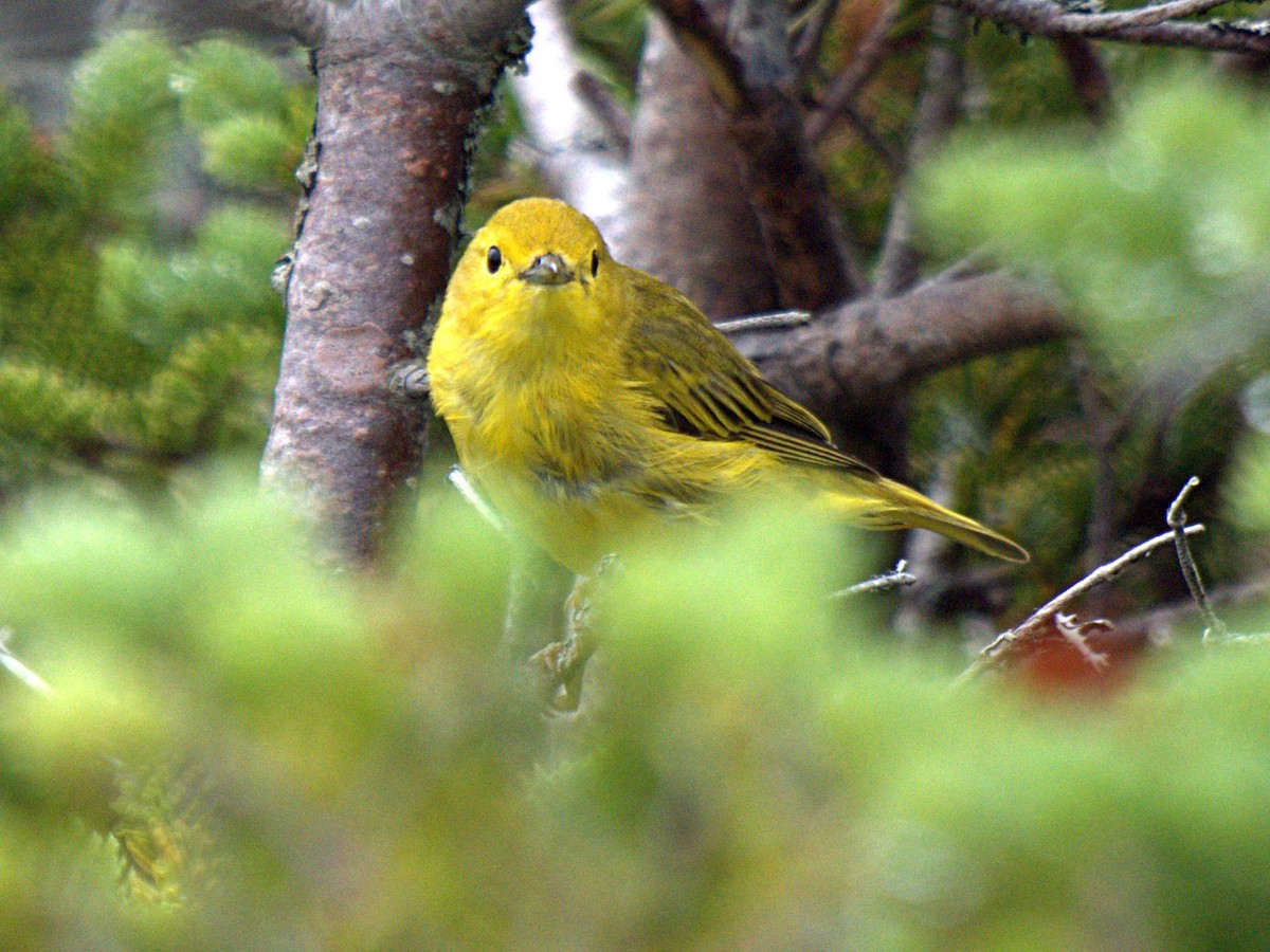 Yellow Warbler - Rob Worona