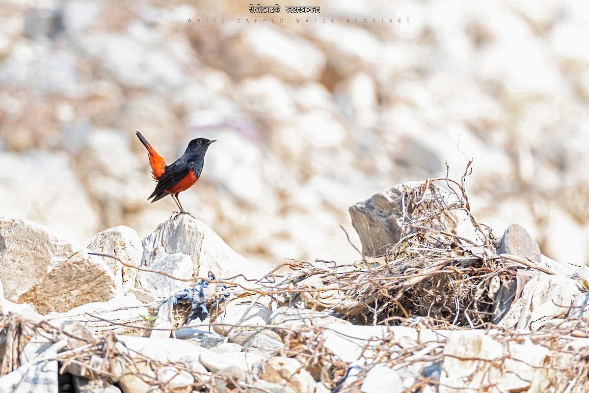 White-capped Redstart - ML471172751