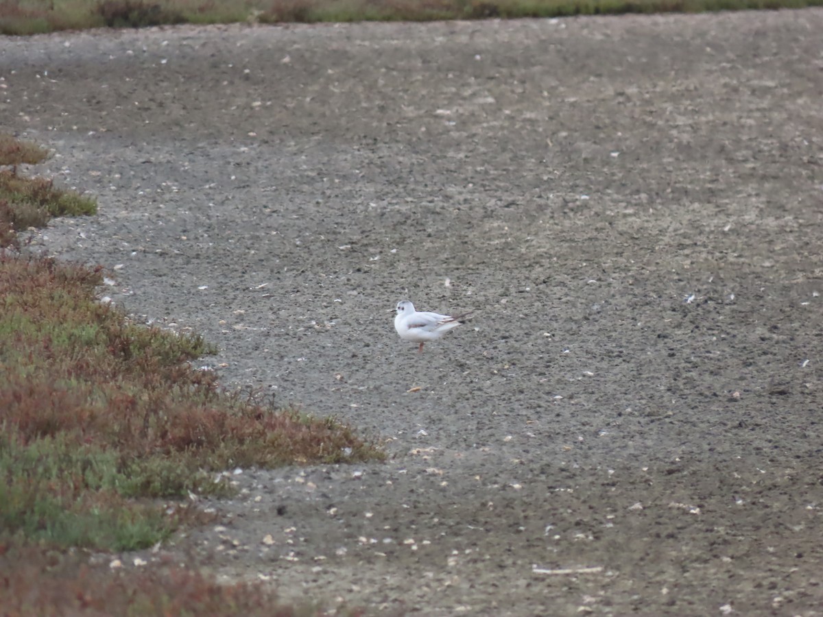 Little Gull - ML471173591