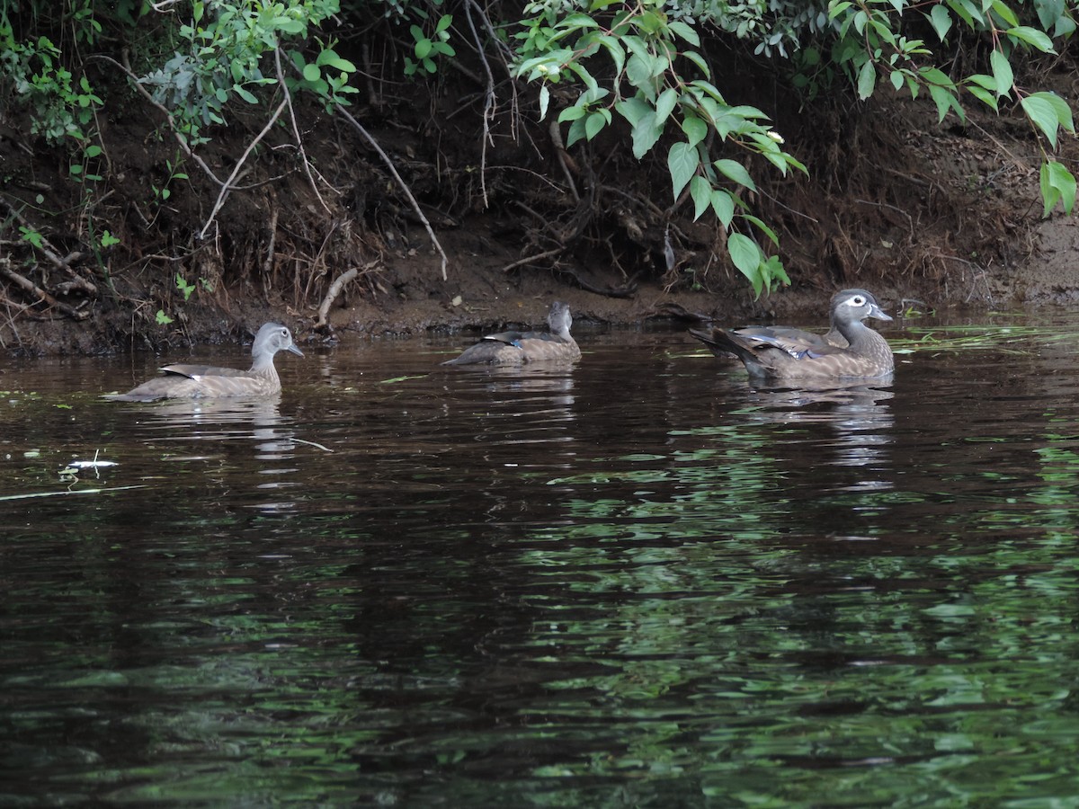 Wood Duck - ML471174601