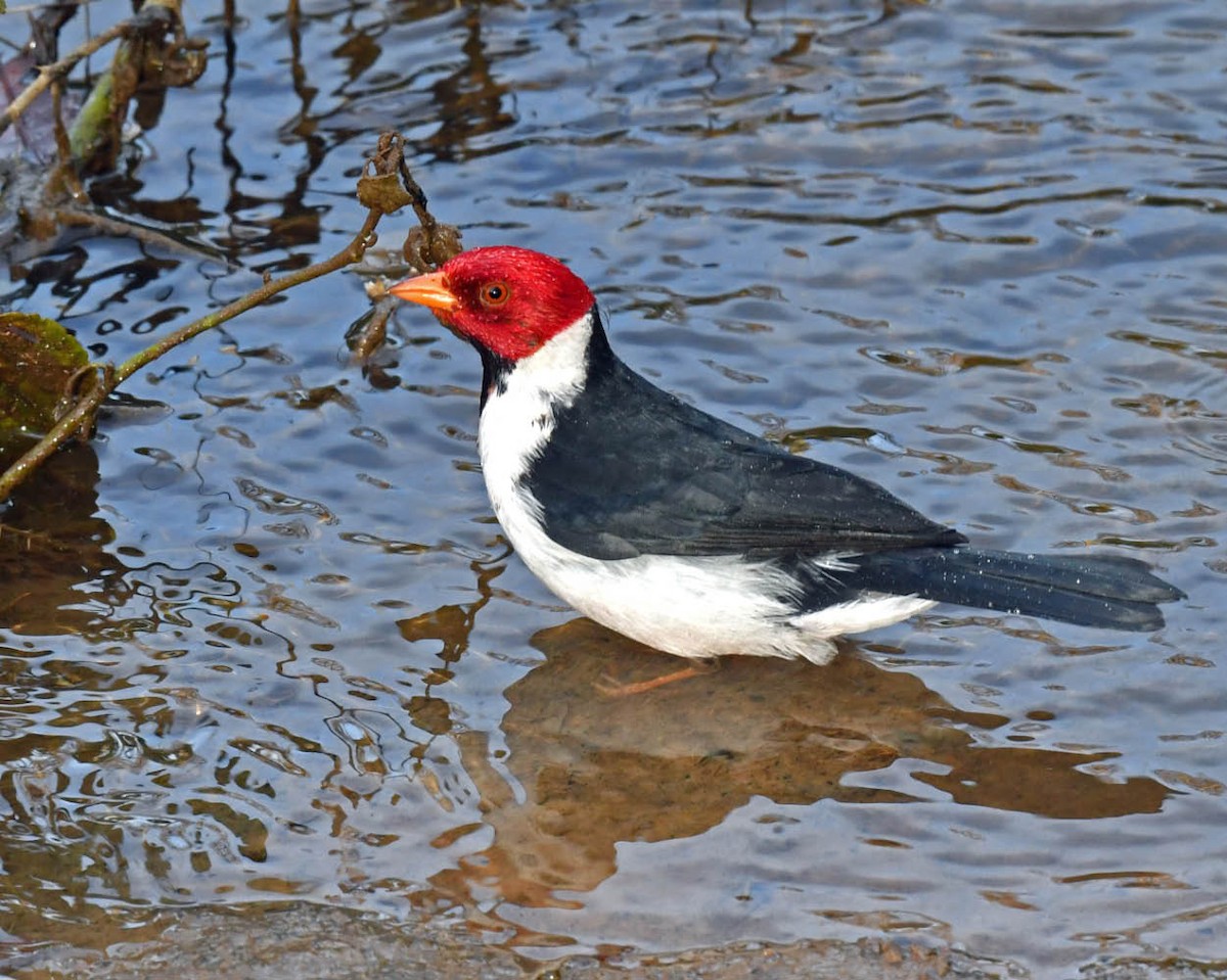 Yellow-billed Cardinal - ML471175231