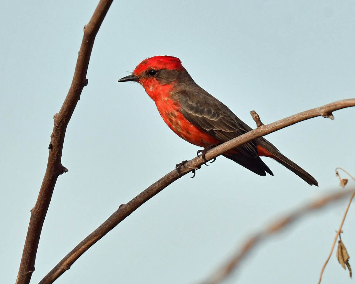 Vermilion Flycatcher (Austral) - ML471175591