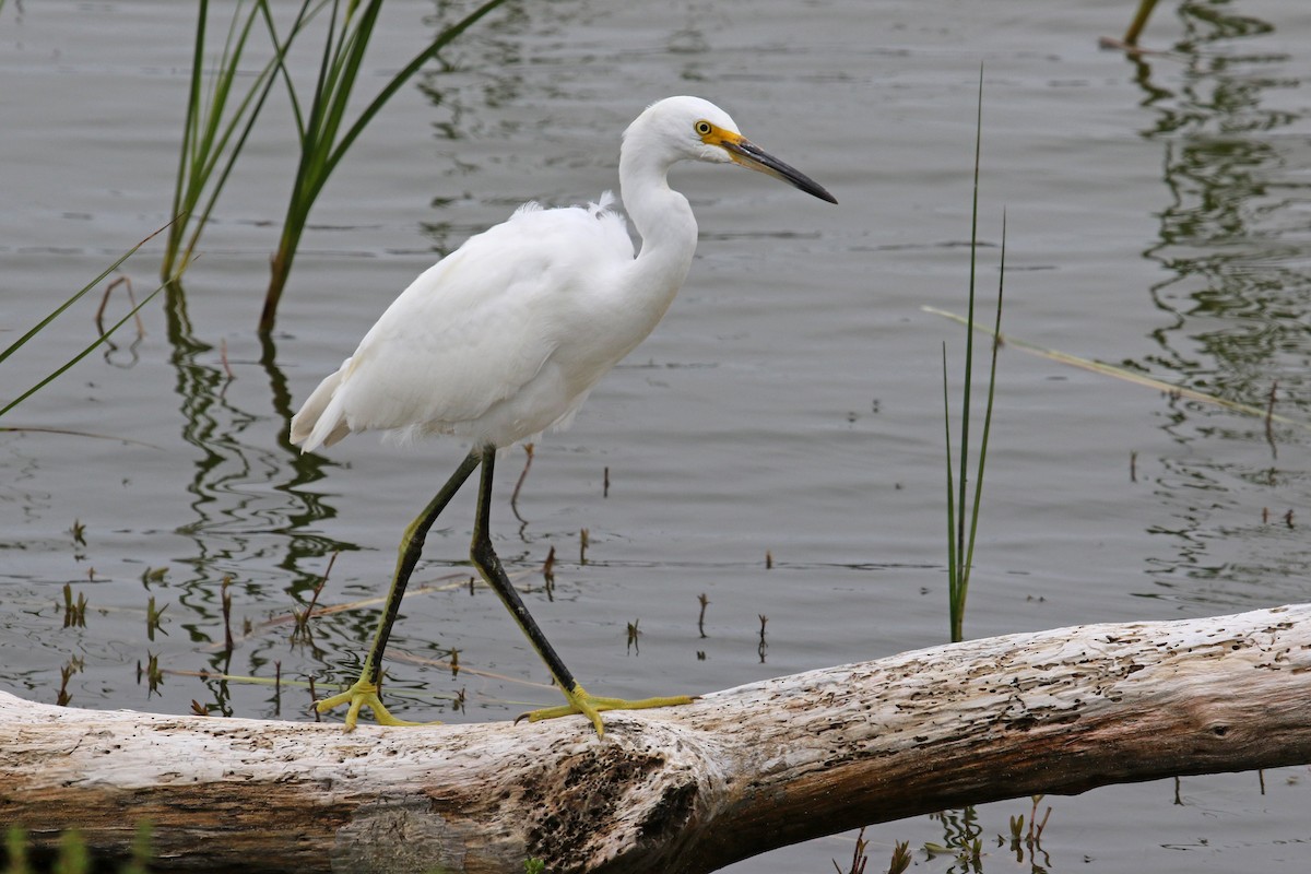 Snowy Egret - ML471175631