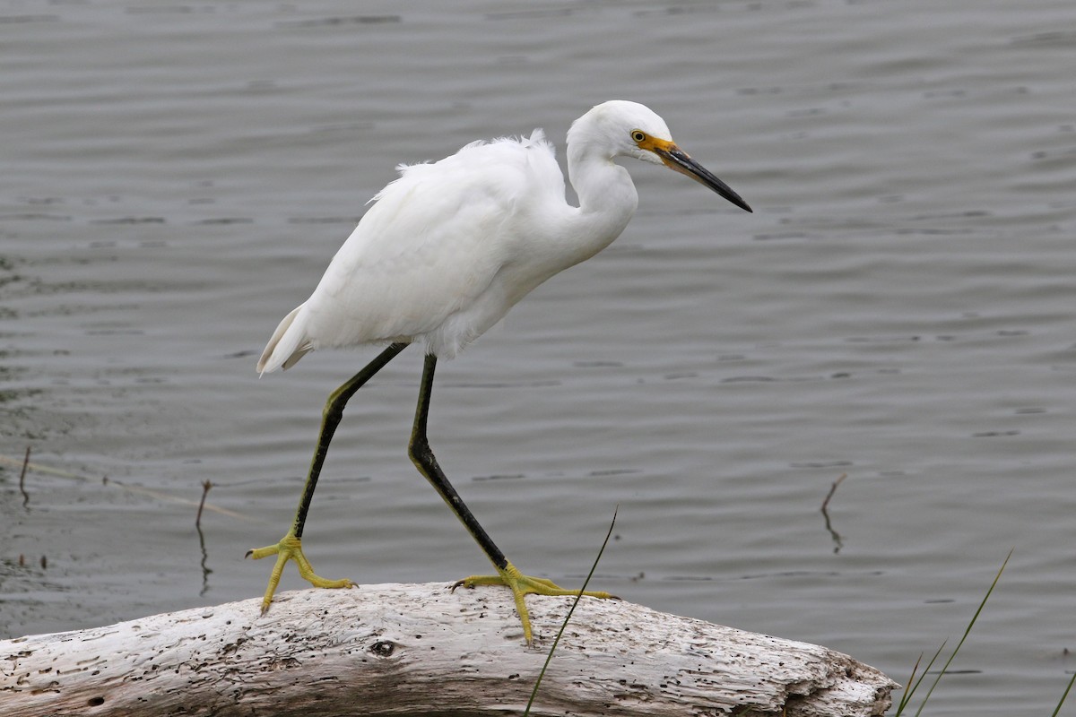 Snowy Egret - ML471175671