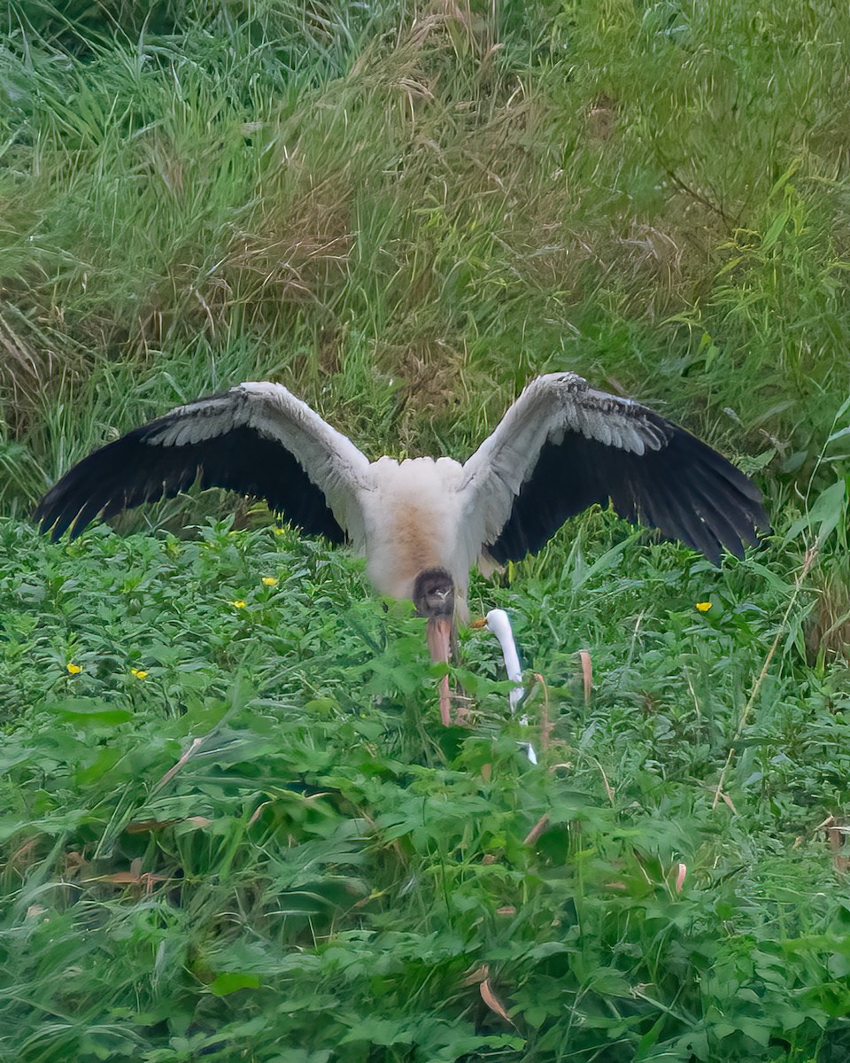 Wood Stork - Tyler Bridgehouse