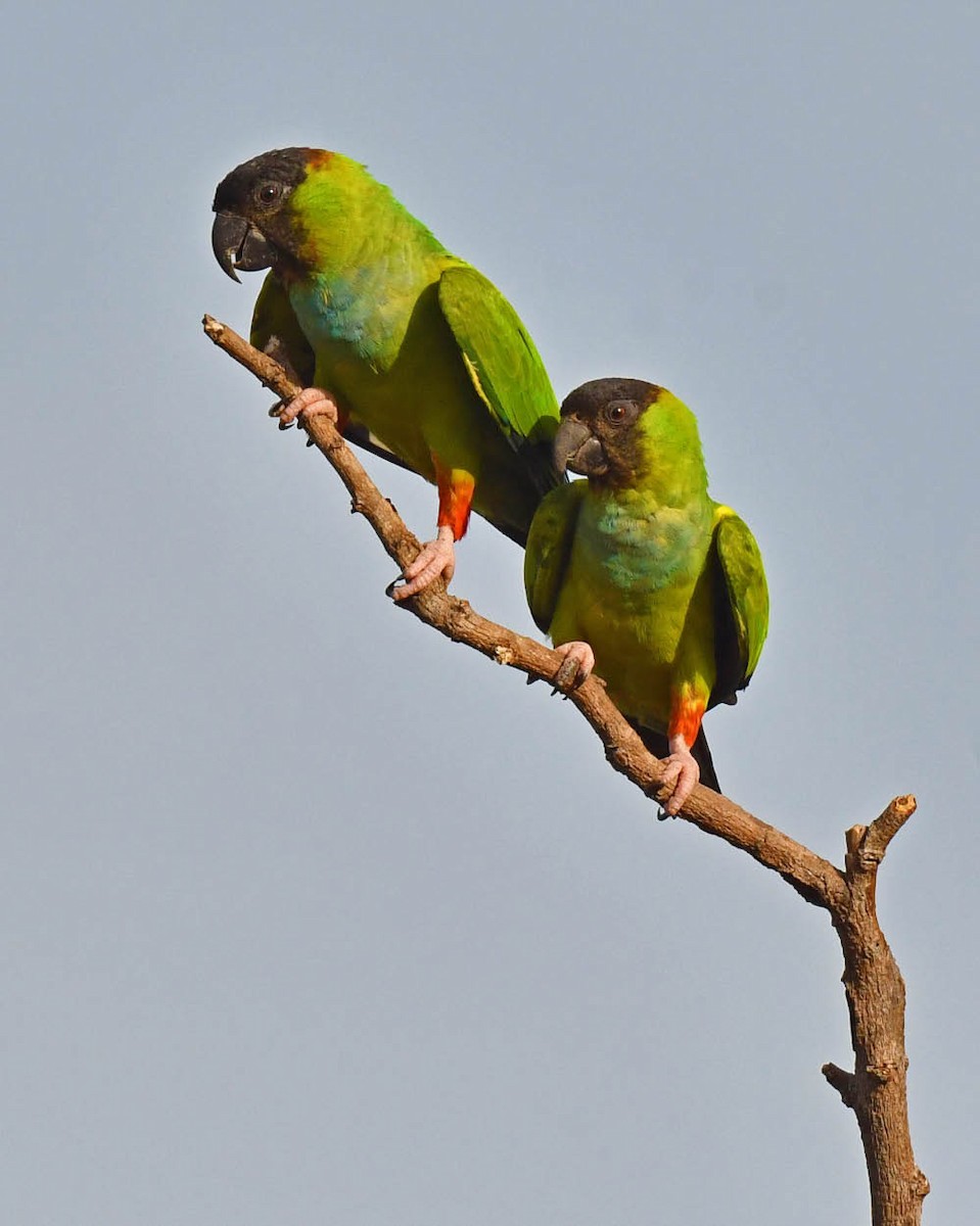 Aratinga Ñanday - ML471176671