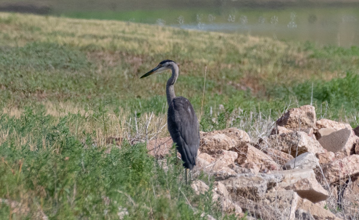 Great Blue Heron - ML471178221