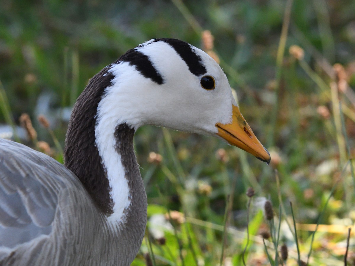 Bar-headed Goose - Barry Blust