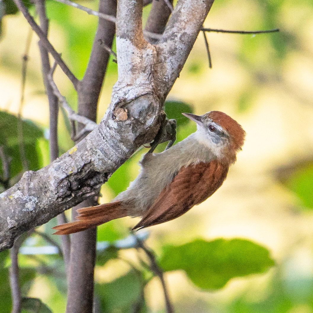 Rusty-backed Spinetail - Glacy Terezinha Benk