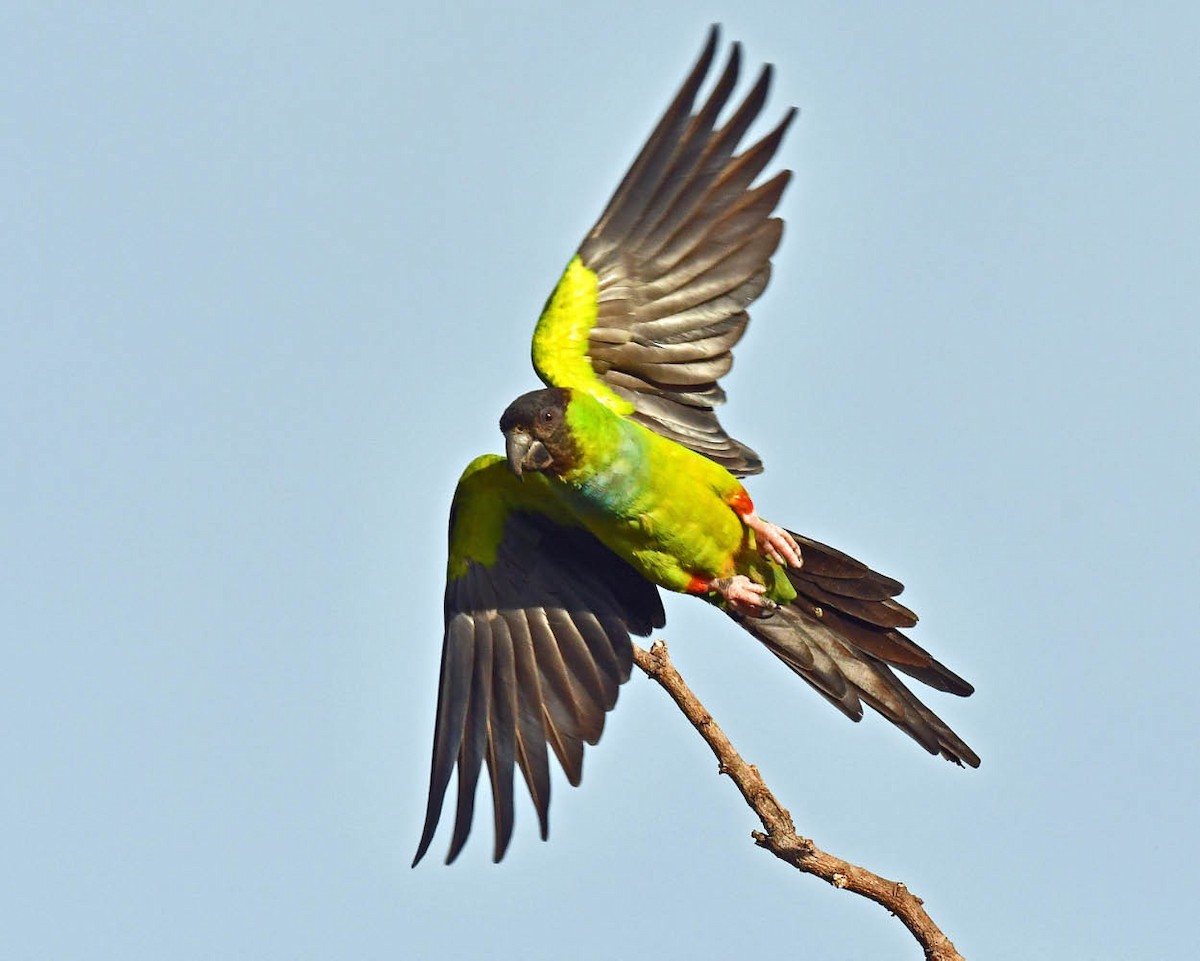 Nanday Parakeet - ML471179051