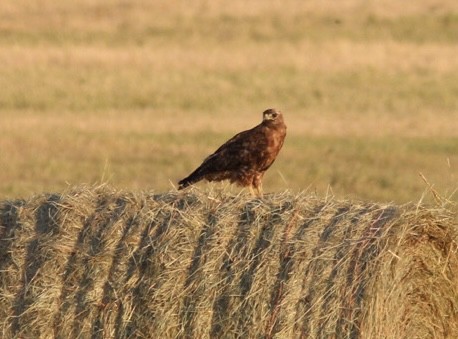 Rotschwanzbussard - ML471179351