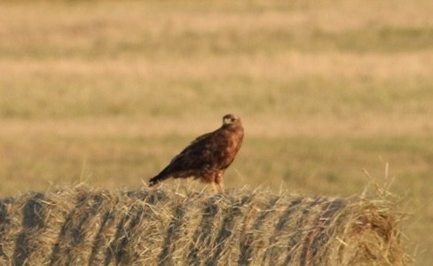 Red-tailed Hawk - Anonymous