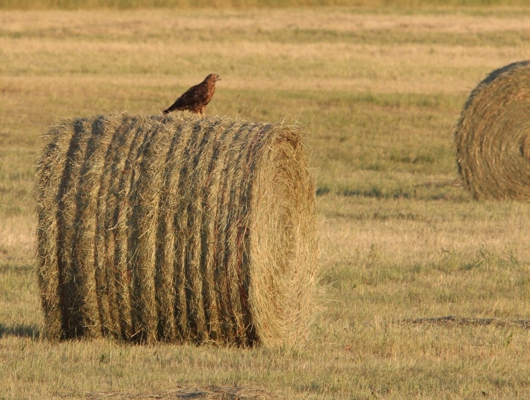 アカオノスリ - ML471179371