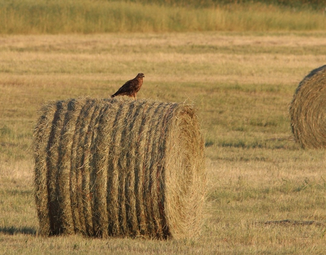 アカオノスリ - ML471179381