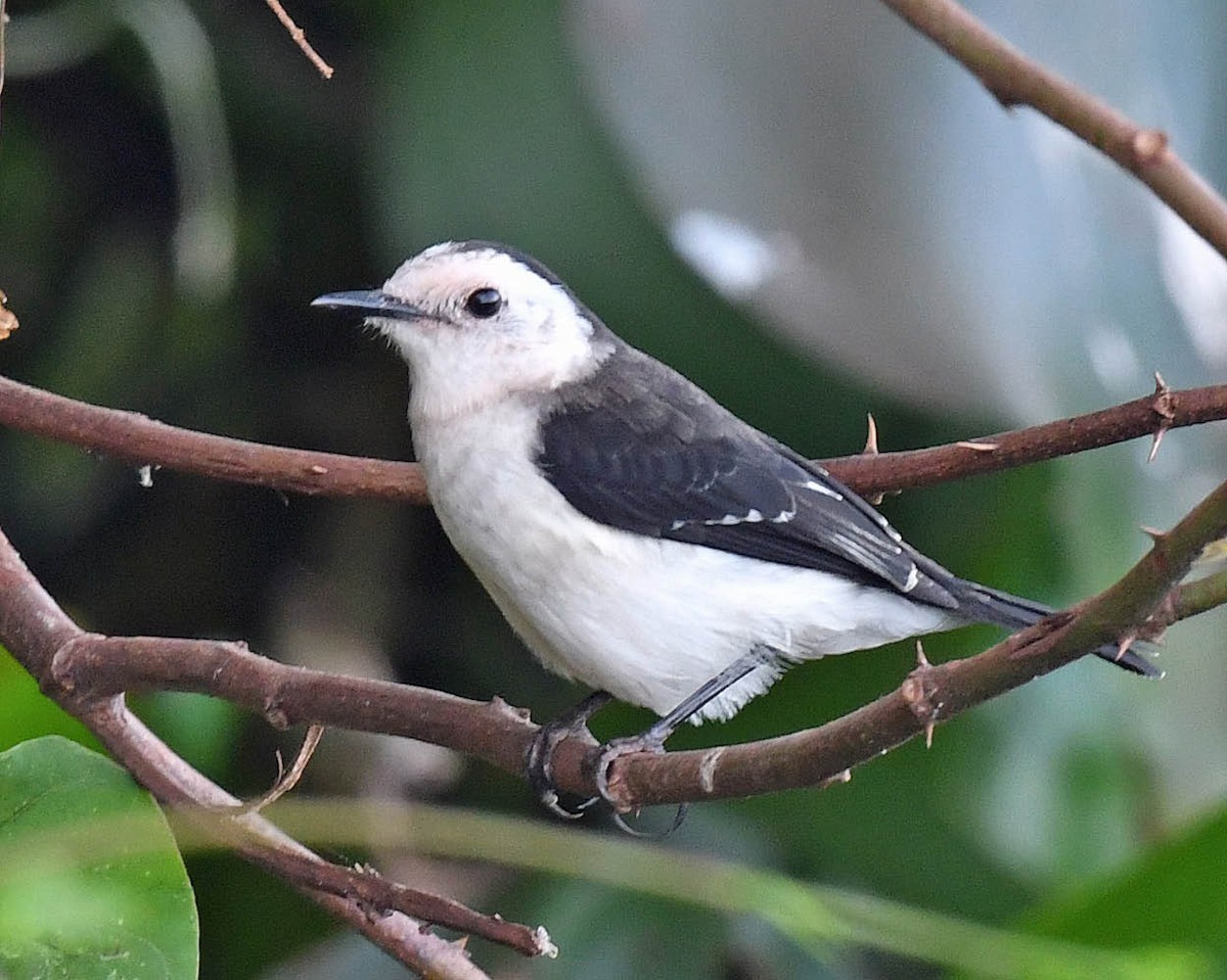 Black-backed Water-Tyrant - ML471179721