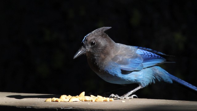 Steller's Jay (Coastal) - ML471180