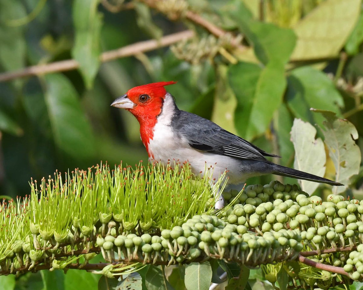 Red-crested Cardinal - ML471180321