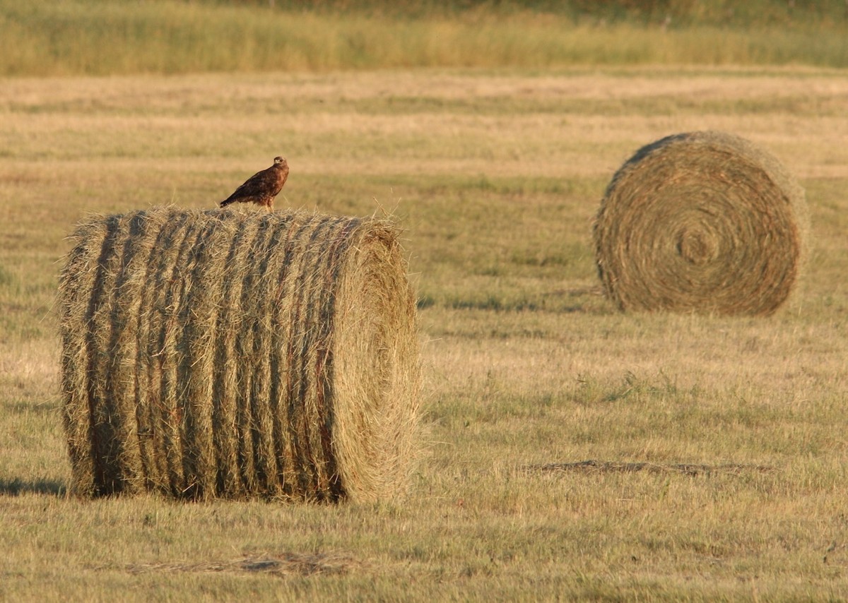 Red-tailed Hawk - Anonymous