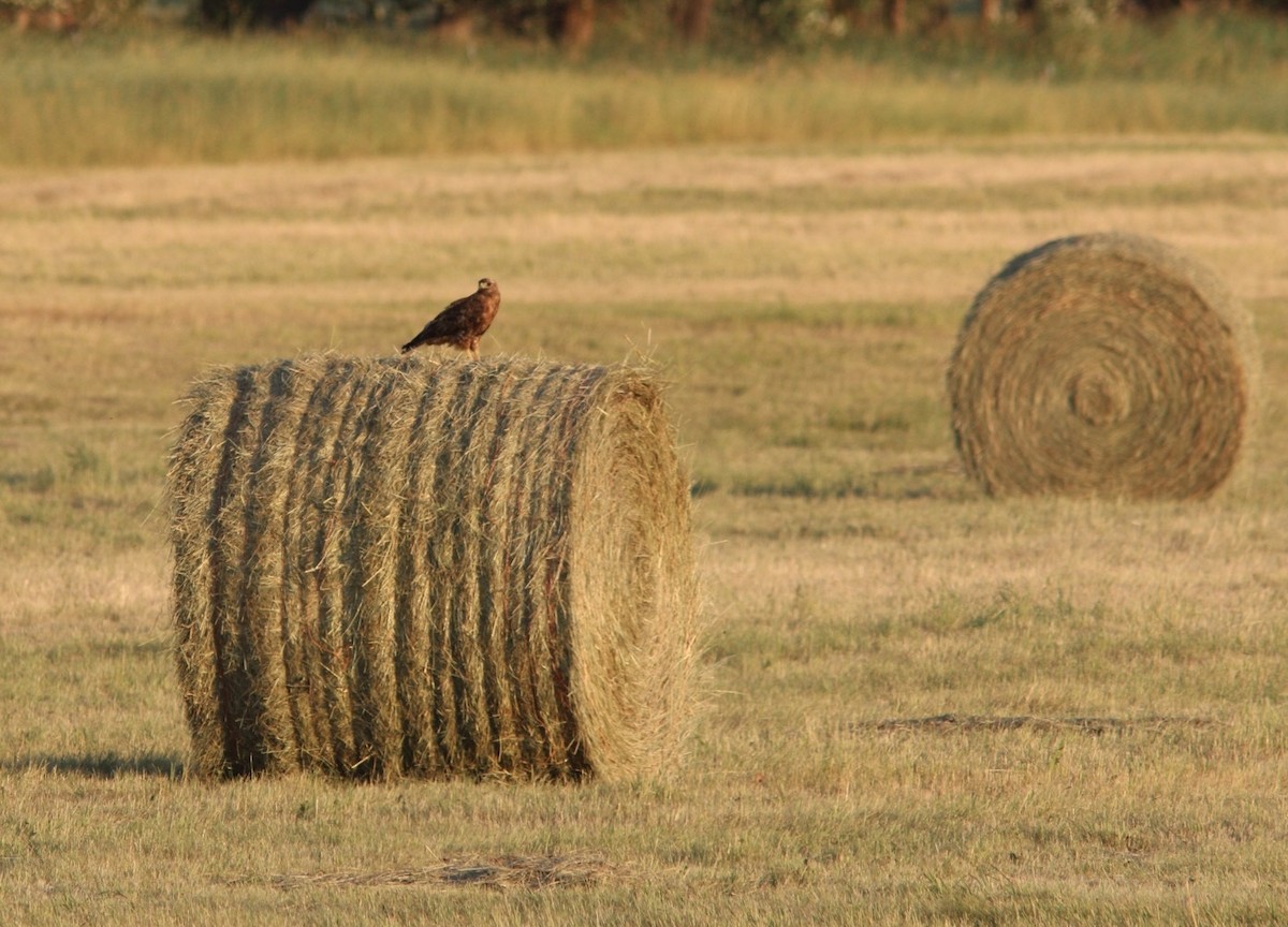 Red-tailed Hawk - Anonymous