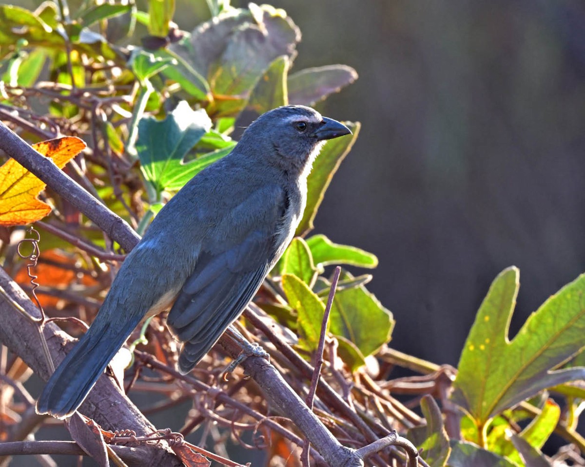 Bluish-gray Saltator - ML471180711