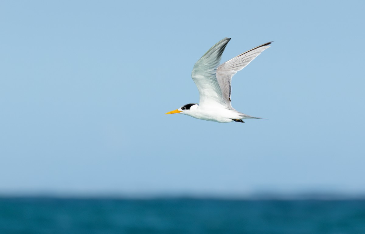 Lesser Crested Tern - ML471180821