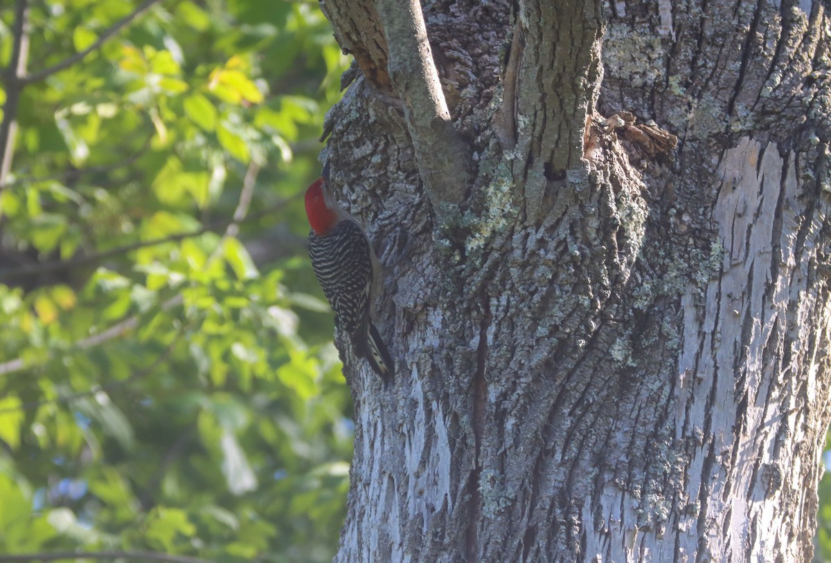 Red-bellied Woodpecker - ML471181041