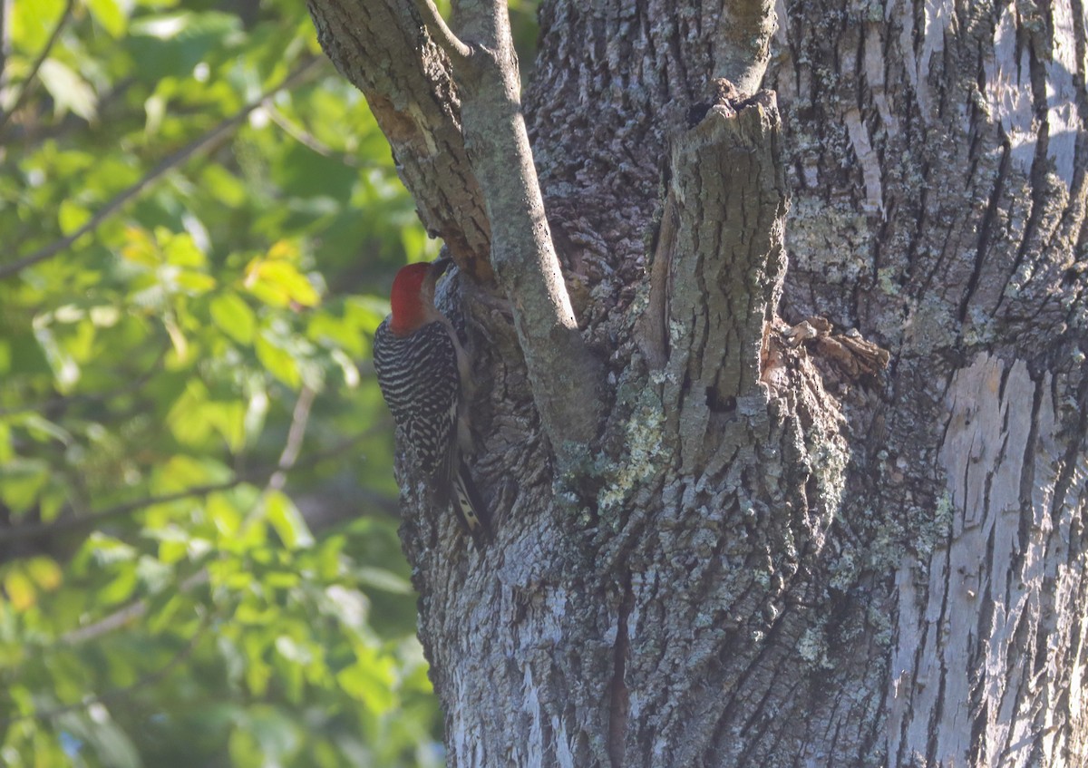 Red-bellied Woodpecker - ML471181061