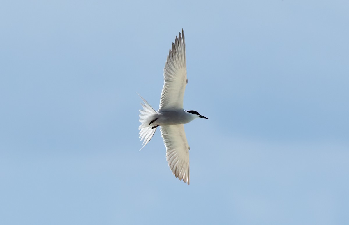 White-cheeked Tern - ML471181161