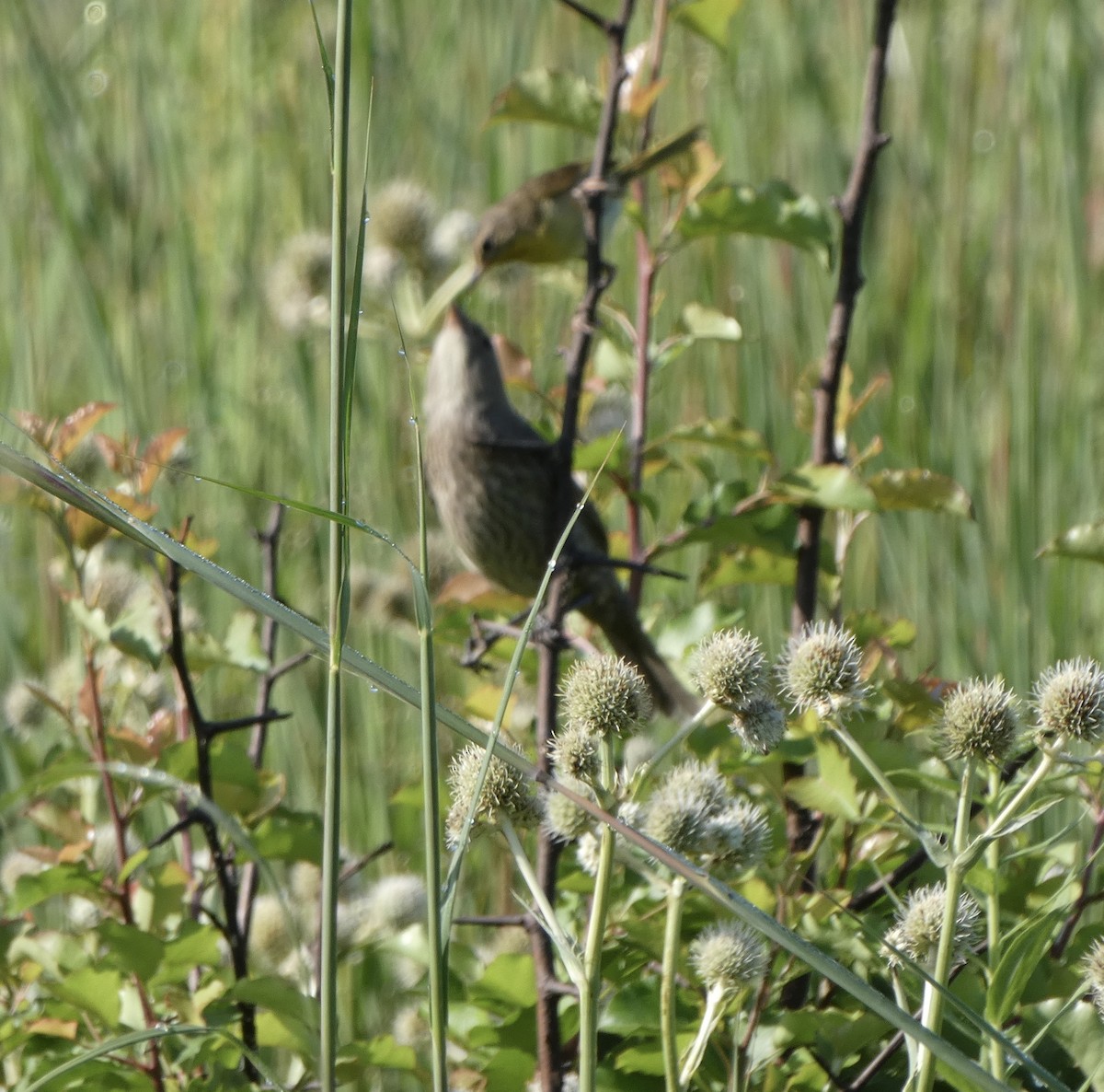 Common Yellowthroat - ML471181401