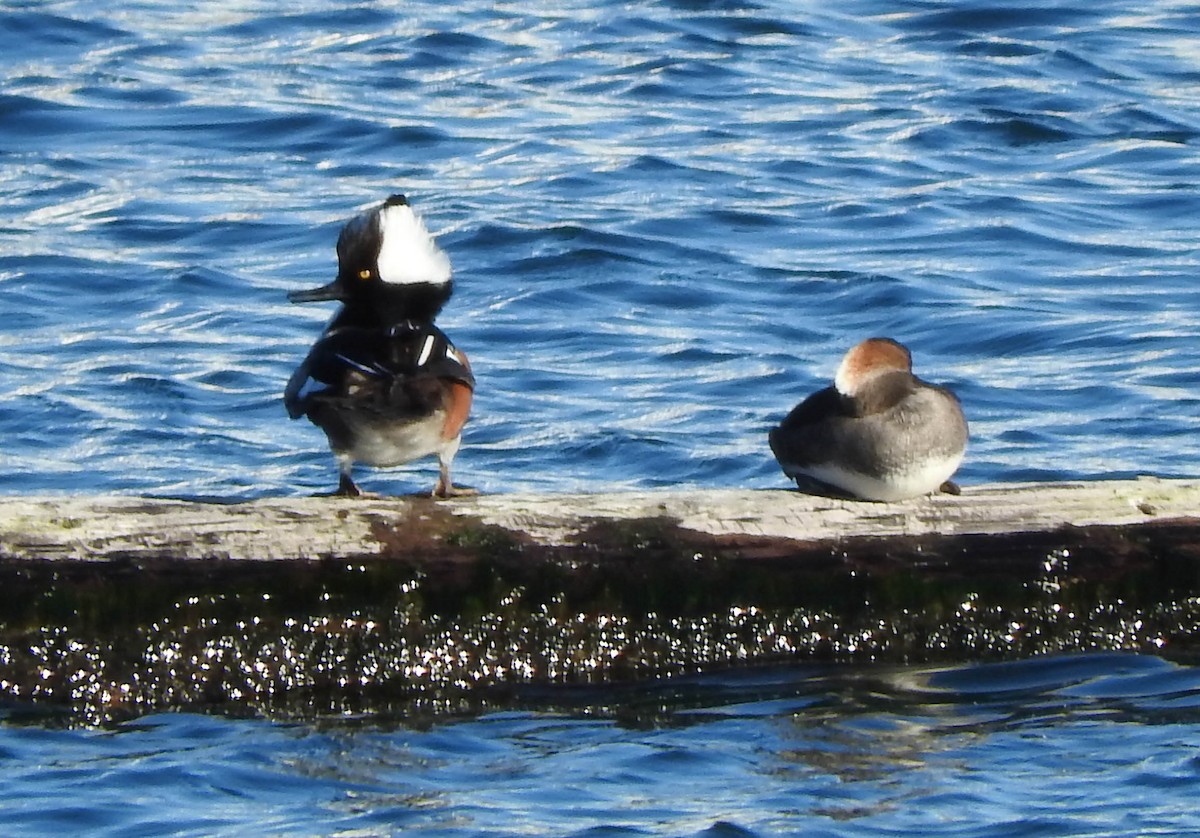 Hooded Merganser - ML47118171